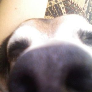 Meet your Posher, Robin